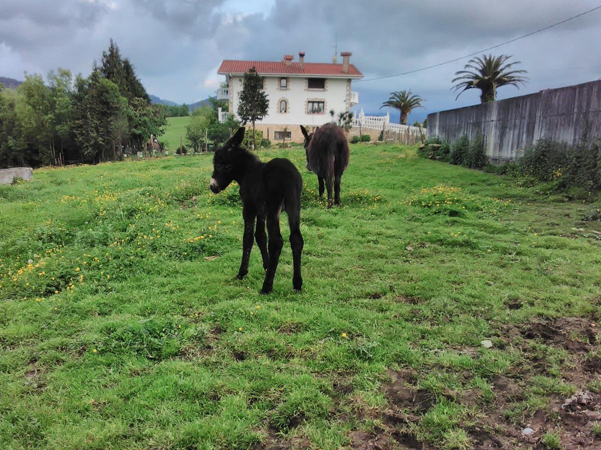 Agroturismo Pagoederraga 奥利奥 外观 照片