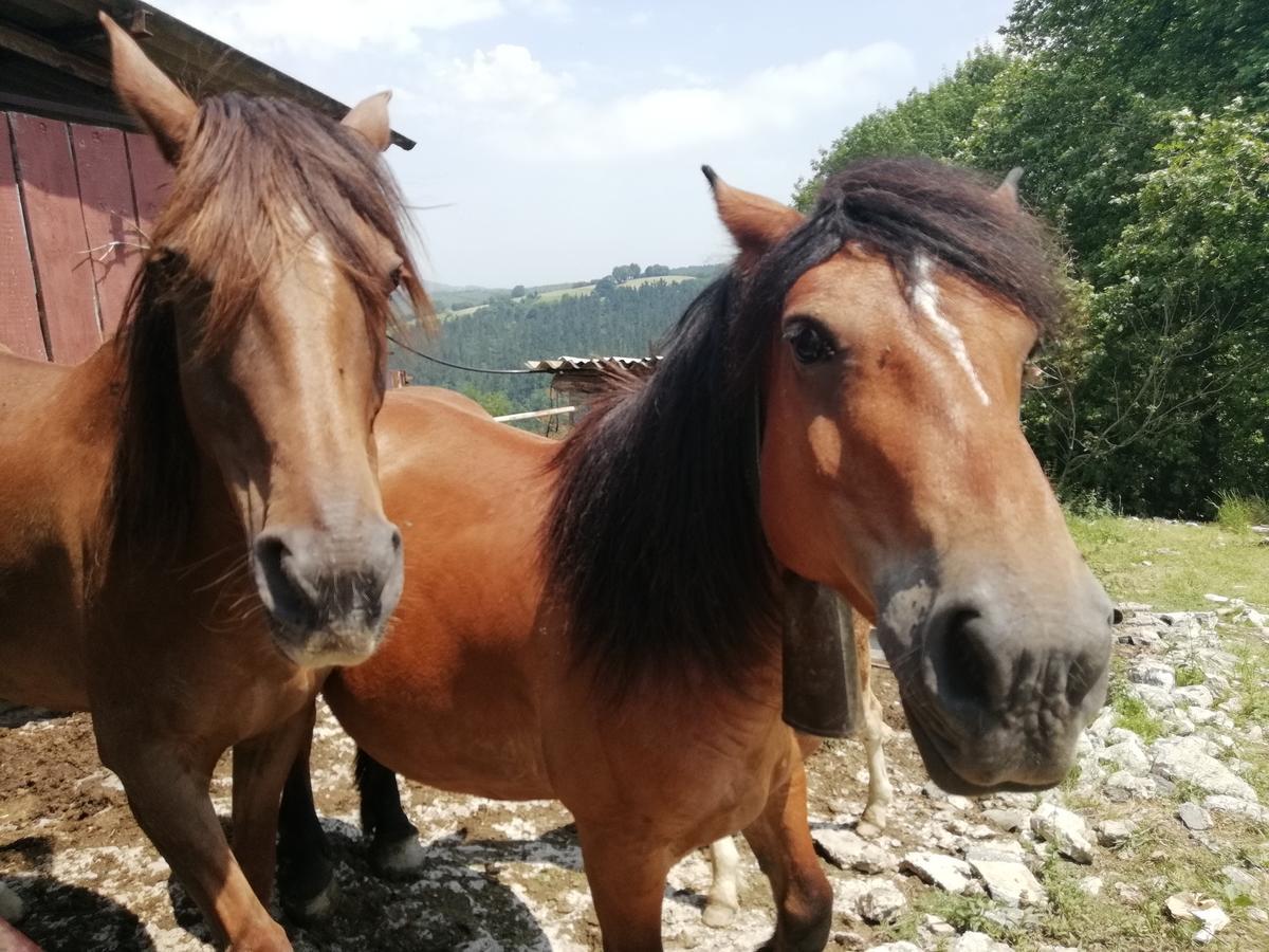 Agroturismo Pagoederraga 奥利奥 外观 照片